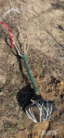 高度250厘米穗花牡荆