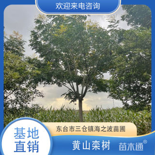 15公分黄山栾树