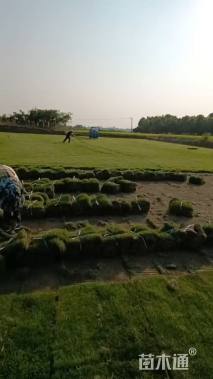 草卷状马尼拉草