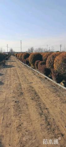 冠幅180厘米金冠女贞球