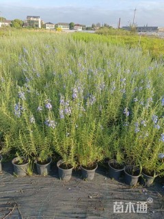 高度30厘米鼠尾草
