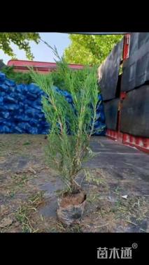 高度50厘米沙地柏