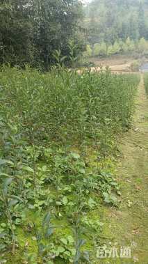 0.4公分大叶女贞