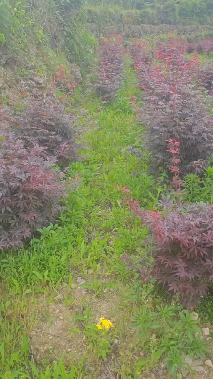 高度120厘米丛生红枫