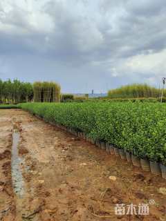 高度30厘米六月雪