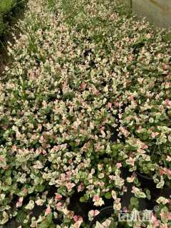 10厘米花叶络石