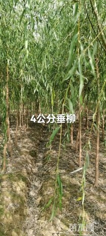 12公分西湖垂柳