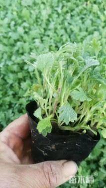 高度15厘米地被菊