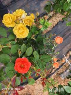 高度40厘米棒棒糖月季