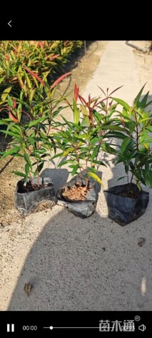 高度20厘米红车