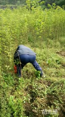 高度260厘米刺槐小苗