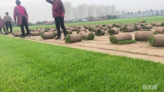 草卷状马尼拉草