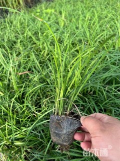 高度35厘米麦冬