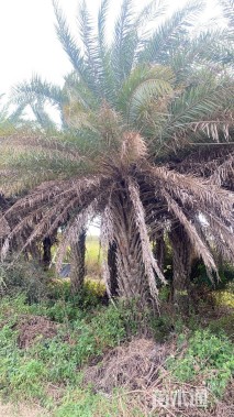 裸干高200厘米中东海枣