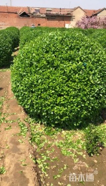 冠幅150厘米卫矛球