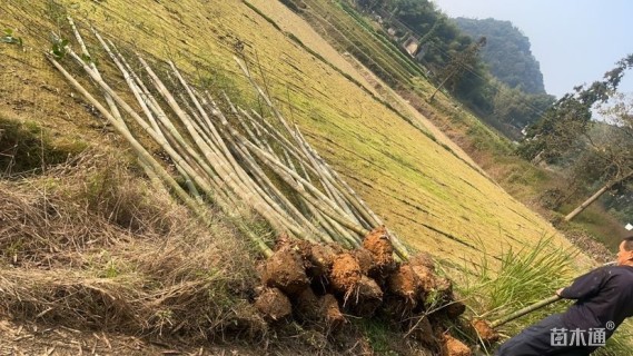 地栽苗楠竹