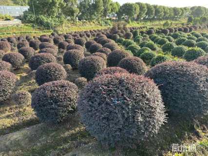 冠幅80厘米红花继木球