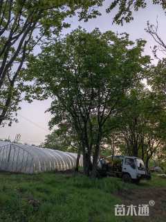 移栽苗丛生朴树