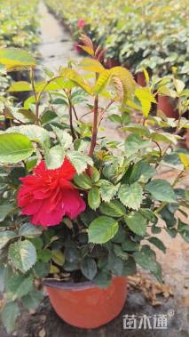 高度30厘米大花月季