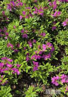 高度35厘米毛鹃