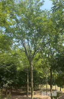 8公分朴树