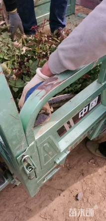 高度40厘米卡罗拉月季