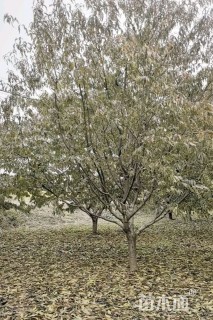 15公分红叶碧桃