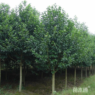 12公分乐昌含笑