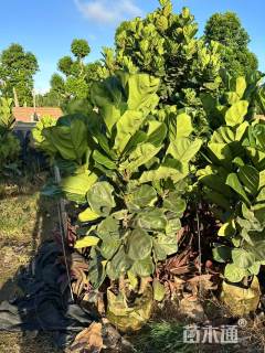 高度120厘米琴叶榕