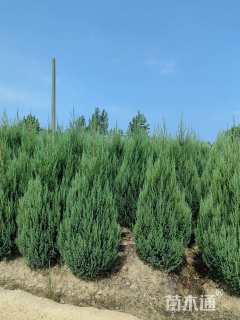 高度160厘米桧柏