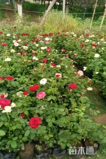 高度20厘米欧洲月季