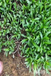 高度20厘米紫苑