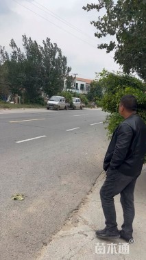 高度200厘米木槿