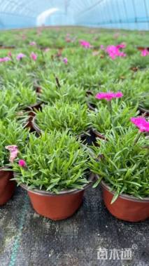 高度10厘米欧石竹