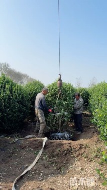 冠幅200厘米卫矛球