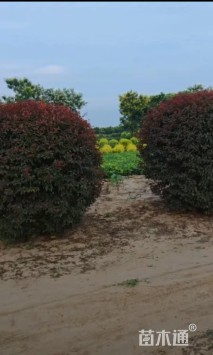 高度120厘米紫叶李球