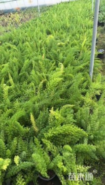 高度30厘米狐尾天门冬