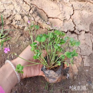 高度10厘米绿叶酢浆草