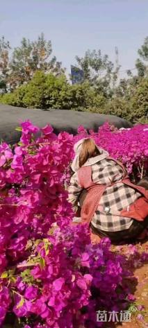 高度80厘米三角梅