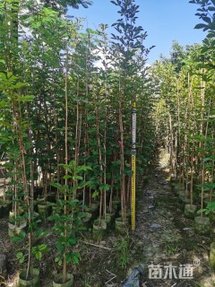 10公分黄花风铃木