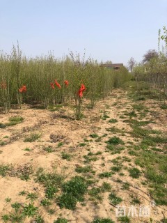 高度250厘米丛生木槿