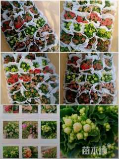 高度22厘米长寿花