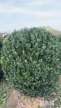 冠幅200厘米大叶黄杨球