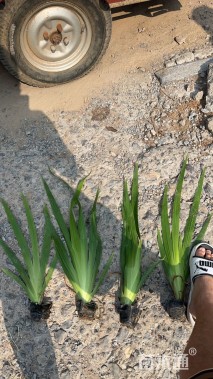 高度30厘米蓝花鸢尾