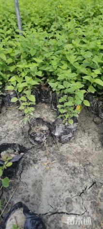 高度25厘米紫花马樱丹