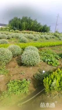 高度80厘米水果兰球