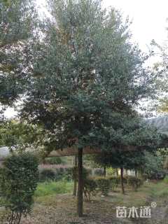 18公分弗吉尼亚栎