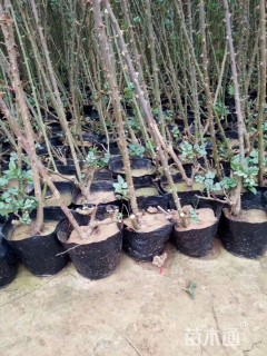 100厘米藤本月季