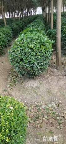冠幅120厘米冬青球