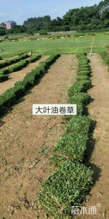 大叶油草